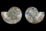 Bargain Agate Replaced Ammonite Fossil - Madagascar #169467-1